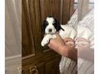 English Springer Spaniel PUPPY FOR SALE ADN-784533 - AKC Springer Spaniels