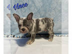 French Bulldog PUPPY FOR SALE ADN-784535 - French Bulldog