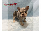 French Bulldog PUPPY FOR SALE ADN-784537 - French Bulldog