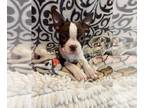 Boston Terrier PUPPY FOR SALE ADN-784546 - Girl boston terrier puppy