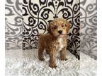 Poodle (Miniature) PUPPY FOR SALE ADN-784556 - Girl miniature poodle