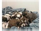 Shih Tzu PUPPY FOR SALE ADN-784562 - Shih Tzu Litter of 6