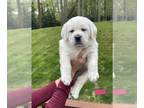 Labrador Retriever PUPPY FOR SALE ADN-784563 - White English Labrador
