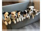 Australian Shepherd-Jack Russell Terrier Mix PUPPY FOR SALE ADN-784565 -