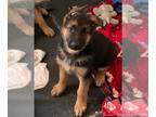 German Shepherd Dog PUPPY FOR SALE ADN-784566 - N litter