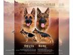 German Shepherd Dog PUPPY FOR SALE ADN-784566 - N litter
