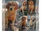 Golden Retriever PUPPY FOR SALE ADN-784571 - AKC Registered Golden Retriever