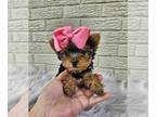Yorkshire Terrier PUPPY FOR SALE ADN-784576 - Tiny Tessa