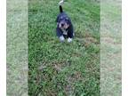 Basset Hound PUPPY FOR SALE ADN-784582 - basset hound puppy
