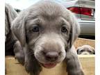 Labrador Retriever PUPPY FOR SALE ADN-784587 - Silver Labs