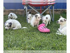 Australian Cattle Dog PUPPY FOR SALE ADN-784589 - 10 ACD Puppies RARE STUMPY