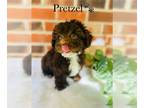 YorkiePoo PUPPY FOR SALE ADN-784590 - CHOCOLATE YORKIEPOO WE CAN DELIVER