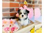 Morkie PUPPY FOR SALE ADN-784591 - PARTI MORKIE PUPPIES CAN DELIVER