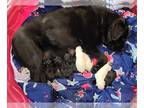 Labrador Retriever PUPPY FOR SALE ADN-784595 - April Fools litter