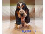 Basset Hound PUPPY FOR SALE ADN-784599 - AKC European basset hounds