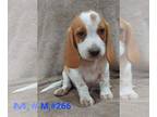 Beagle PUPPY FOR SALE ADN-784610 - AKC beagles