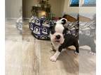 Boston Terrier PUPPY FOR SALE ADN-784618 - Aster male Boston terrier puppy