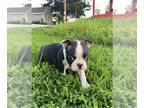 Boston Terrier PUPPY FOR SALE ADN-784622 - Daisy female Boston terrier puppy