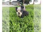 Boston Terrier PUPPY FOR SALE ADN-784626 - Poppy female Boston terrier puppy