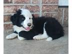 Border Collie-Sheepadoodle Mix PUPPY FOR SALE ADN-784629 - New litter Born April