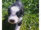 Border Collie-Sheepadoodle Mix PUPPY FOR SALE ADN-784629 - New litter Born April