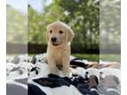 Golden Retriever PUPPY FOR SALE ADN-784633 - Golden Retriever Puppies