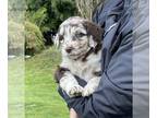 Aussiedoodle PUPPY FOR SALE ADN-784634 - Aussie doodle puppies