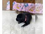 Labrador Retriever PUPPY FOR SALE ADN-784635 - Ready to Go Home Now Labrador