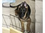 German Shepherd Dog PUPPY FOR SALE ADN-784638 - Black and tan German Shepard
