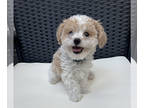 Poodle (Toy) PUPPY FOR SALE ADN-784639 - MEET TOASTY