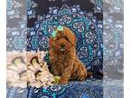 Cavapoo PUPPY FOR SALE ADN-784645 - Adorable Hypoallergenic Mini Cavapoo Puppy