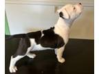 Bullypit-English Bulldog Mix PUPPY FOR SALE ADN-784657 - Designer Exotic Bully