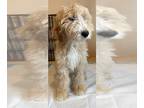 Goldendoodle PUPPY FOR SALE ADN-784670 - Goldendoodle Puppy