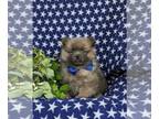 Pomeranian PUPPY FOR SALE ADN-784675 - Adorable Pomeranian Toy Size Puppy