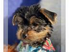 Yorkshire Terrier PUPPY FOR SALE ADN-784679 - Yorkshire Terrier