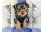 Yorkshire Terrier PUPPY FOR SALE ADN-784679 - Yorkshire Terrier