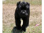 Cane Corso PUPPY FOR SALE ADN-784681 - AKC Champion Pedigree Litter