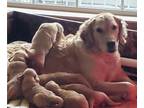 Golden Retriever PUPPY FOR SALE ADN-784685 - Sunflower Ridge Goldens Puppies