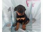 Rottweiler PUPPY FOR SALE ADN-784688 - AKC Rottweiler puppies ready to go