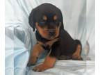 Rottweiler PUPPY FOR SALE ADN-784688 - AKC Rottweiler puppies