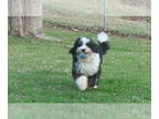 Miniature Bernedoodle DOG FOR ADOPTION ADN-784558 - Miniature Bernedoodle 11