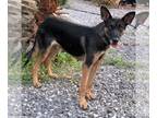 German Shepherd Dog DOG FOR ADOPTION ADN-784684 - Sweet Hannah