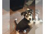 Ausky DOG FOR ADOPTION ADN-784683 - Sweet Husky pup to good home