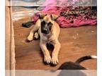 Rhodesian Ridgeback DOG FOR ADOPTION ADN-784682 - 3 Month old ridgeback