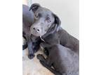 Adopt Shelbi 30128 a Labrador Retriever, Mixed Breed