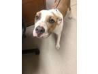 Adopt Shelly 122938 a Pit Bull Terrier