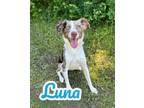 Adopt Luna 123485 a Australian Shepherd, Mixed Breed