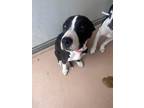 Adopt Stella 30221 a Pit Bull Terrier, Mixed Breed