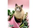 Adopt Jean 30243 a Domestic Short Hair