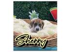 Adopt Sherry a Hound, Mixed Breed